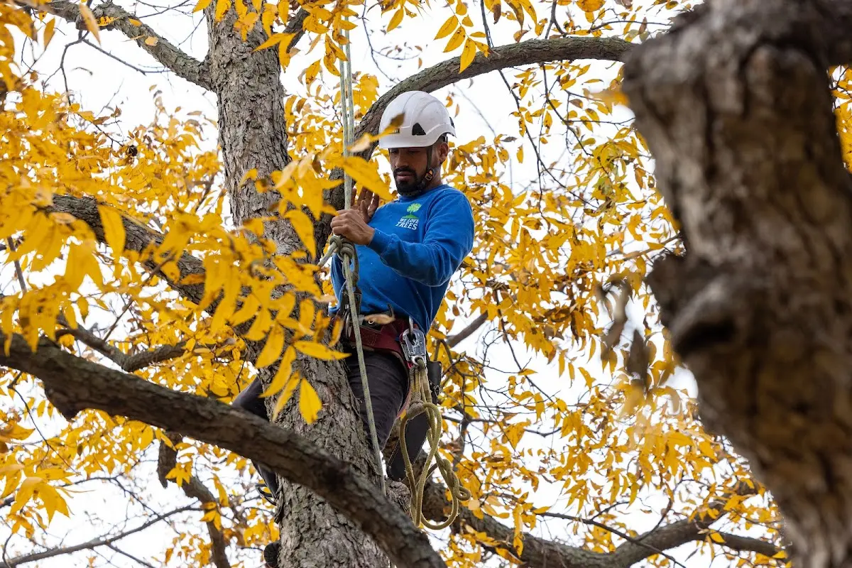 Skilled Tree Transplanting crew working in Plymouth